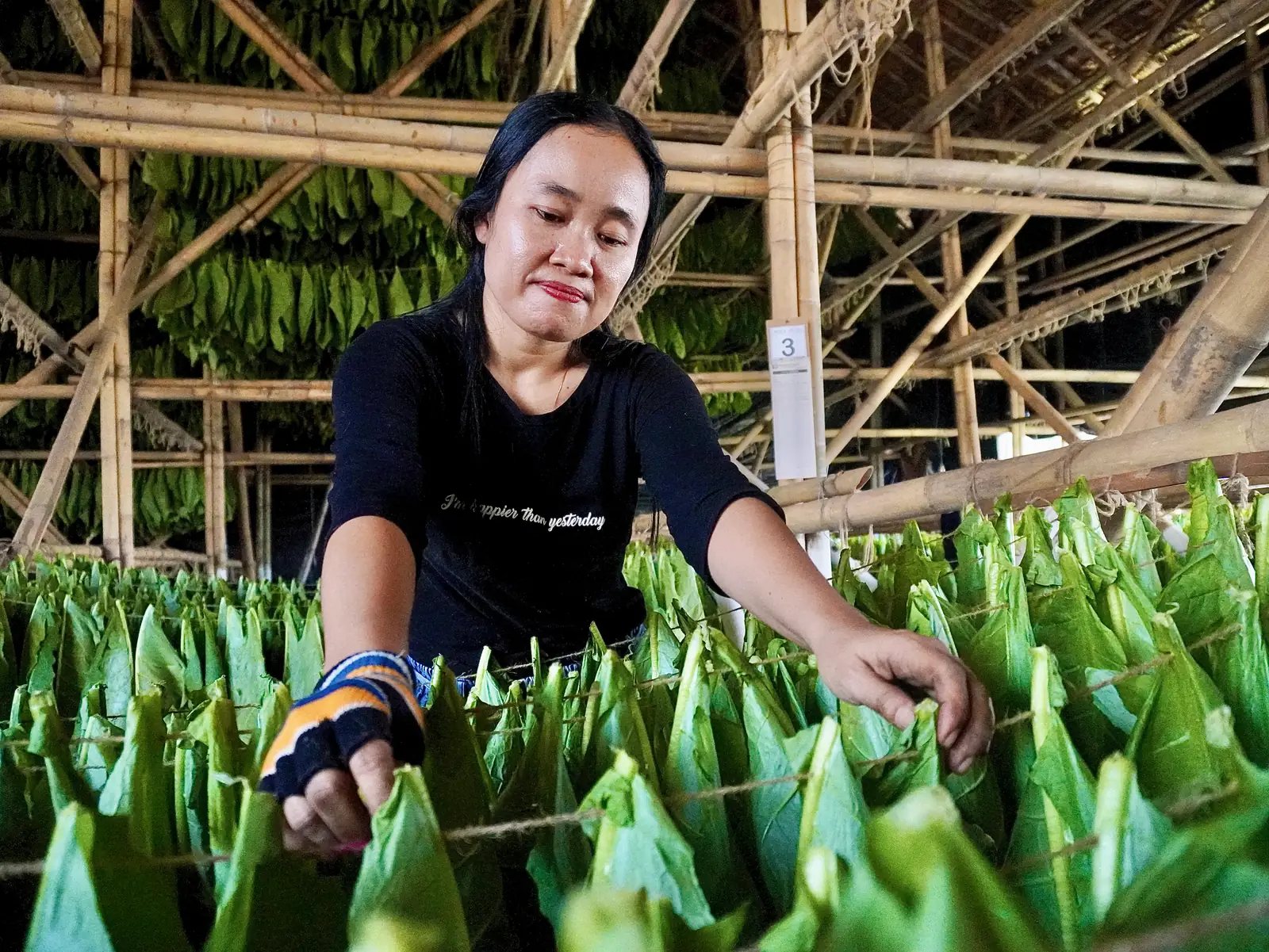 Hanging leaf to cure