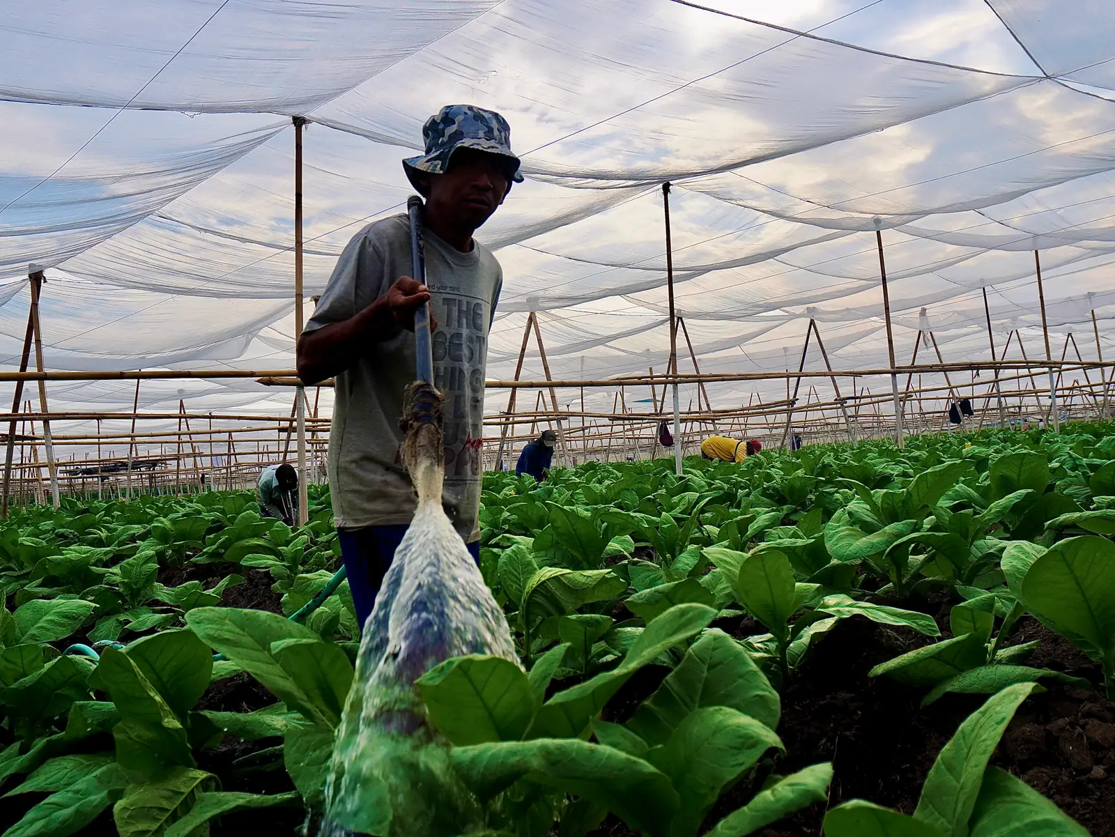 Tending the crop by hand