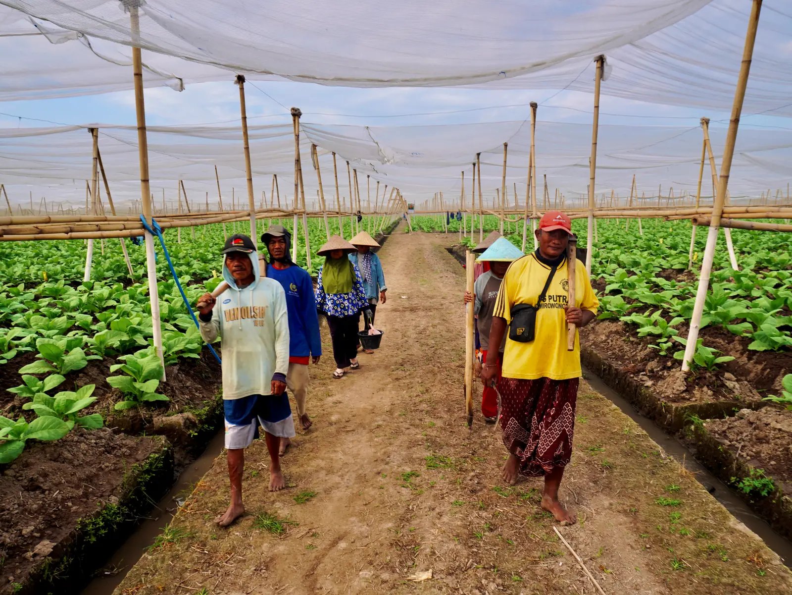 The growers of Jember