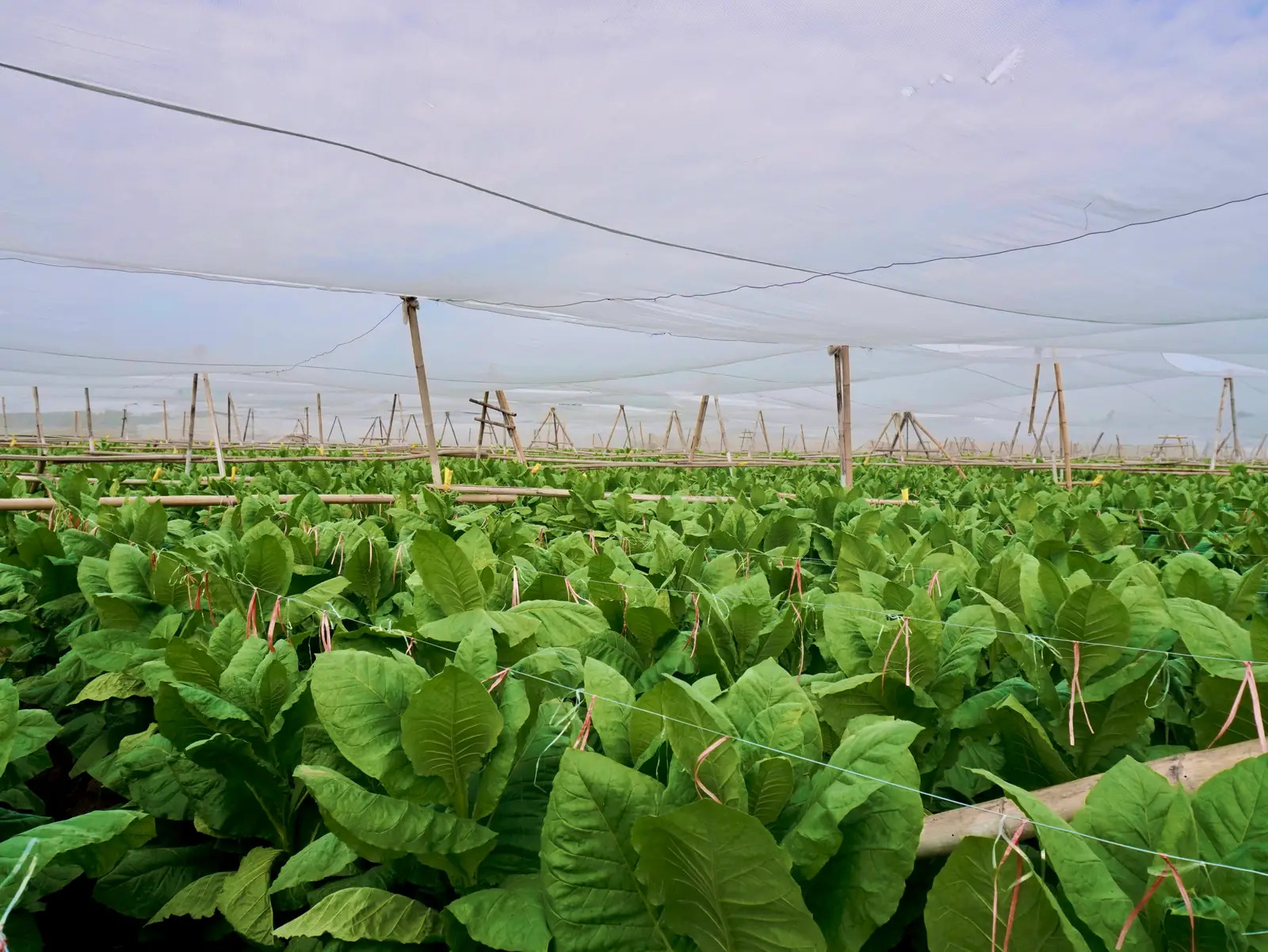 The growing fields